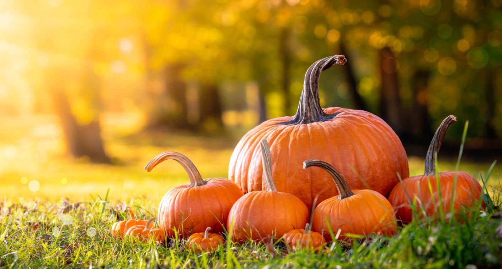 20 Fun Thanksgiving Activities To Do With Family